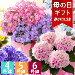 【クーポンで100円OFF＆エントリーでポイント4倍】母の日 プレゼント 花 ギフト 鉢植え アジサイ <strong>4号鉢</strong> 5号鉢 6号鉢 花鉢 あじさい 紫陽花 送料無料 メッセージカード付き 大きいサイズ ははの日 イベントギフトR 2024 BunBun!Bee