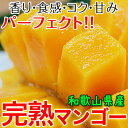 完熟マンゴー | ドリームマンゴー 1kg(3玉入)【送料無料】芳醇な香り 最高の甘み コクのある味わい。大阪府立大学お墨付!こだわり鉢植栽培で育てた夢のように贅沢な美味しさがお口でとろける!【化学肥料不使用/食べ方 切り方 簡単/ハウス栽培】