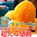 完熟マンゴー | ミニマンゴー 1kg【送料無料】驚く高糖度のコクのあるドリームマンゴーマンゴー切り方も紹介!マンゴージュースにも!大阪府立大学お墨付!こだわり鉢植栽培で育てた最高の香りと美味しさがお口でとろける化学肥料不使用/ハウス栽培