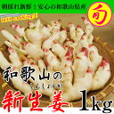 2018ご予約開始!新生姜(和歌山県産)約1kg入<朝採れ新...