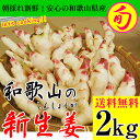 2017ご予約開始!新生姜(和歌山県産)約2kg入 送料無料】砂地のハウスで低農薬栽培される大変瑞々しく、香り高く爽やかな辛味が特徴の新しょうがです!