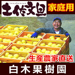 土佐文旦家庭用Mサイズ10キロ箱今年は甘い！高知特産さわやかな早春の香り柑橘。