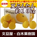 夏ぶんたん約10キロ箱家庭用【宇和ゴールド】【河内晩柑】大中小玉込み約20〜25個入