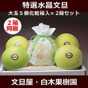 【まとめてお得】【2箱同梱】特選秀品水晶文旦化粧箱大玉5個入2箱セット 秋の味覚【ギフト 贈答】【高級フルーツ】【高知県 特産品】【秋の柑橘 みかん】 【まとめてお得】【2箱同梱】特選秀品水晶文旦化粧箱大玉5個入2箱セット 秋の味覚【ギフト 贈答】【高級フルーツ】【高知県 特産品】【秋の柑橘 みかん】