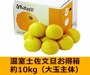 【お歳暮】温室土佐文旦お得箱約10kg16〜20個入 【年末年始配送指定日OK】 【お歳暮】温室土佐文旦お得箱約10kg16〜20個入 【年末年始配送指定日OK】