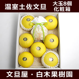 【お歳暮】温室土佐文旦 化粧箱 大玉7〜8個入 【年末年始配送指定日OK】 【お歳暮】温室土佐文旦 化粧箱 大玉7〜8個入 【年末年始配送指定日OK】