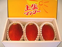 【お中元】【送料込】トロピカルフルーツの王様アップルマンゴー2Lサイズ大玉3個化粧箱入