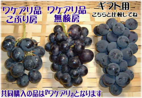 ご家庭用 訳あり巨峰ぶどう【約3kg詰め】【送料無料】【和歌山県産】完熟果実 朝穫り【収穫…...:bunza:10000769