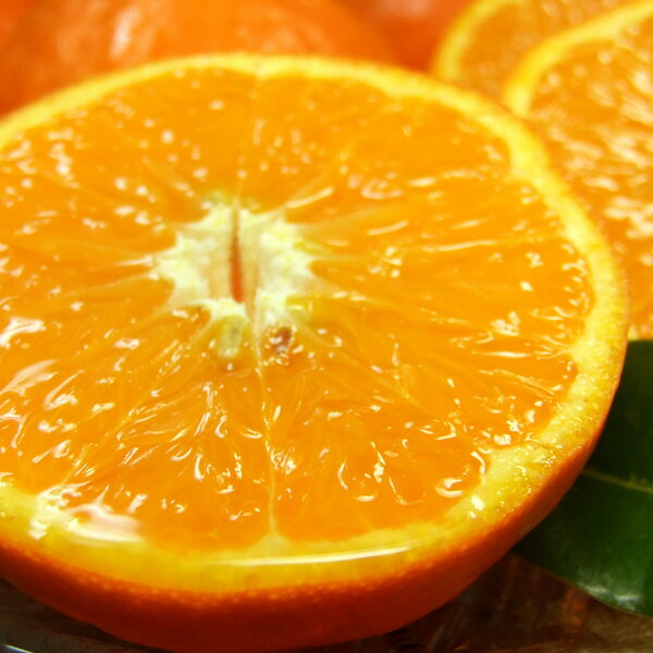 わけあり春かんきつ『セミノールオレンジ』【送料無料】和歌山県産・紀州有田産　【キズ】（お試し少量セット2．5kg）買得品・ご家庭用・果汁(ジュース)たっぷりの濃厚柑橘を産地直送