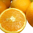 【送料無料】バレンシアオレンジ（買得品10kg）ご家庭用・紀州有田産　わけあり柑橘・訳あり果実をまとめ買い