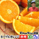 西崎さんちのネーブルオレンジ【送料無料】【秀品】特選ギフト選別品<30果入 約7.5kg