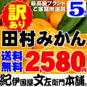 訳あり田村みかん/有田みかんの最高ブランド 田村みかん 約5...