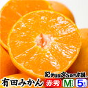 山城農園 有田みかん【Mサイズ】約5kg...