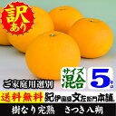 さつき八朔・樹なり完熟はっさく 5kg 訳あり品（ご家庭用選...