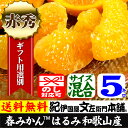 紀州有田産の春みかん はるみ・5kg(紀州有田産) サイズ混合果実 春みかん・春かんきつ