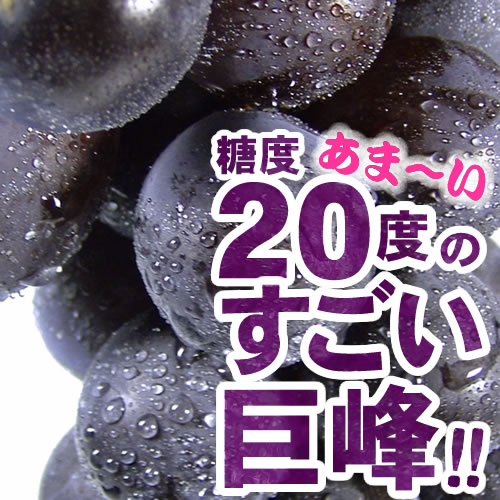 朝穫り【即日発送】紀州金屋産　巨峰1kg（露地栽培）【和歌山県産】