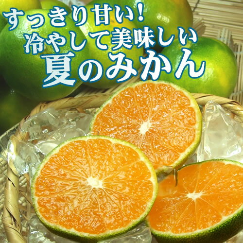 紀州和歌山 温室栽培 有田みかん・三木さんちのグリーンハウスみかん 約1kg【S〜3Sサイズ】　お買い得 訳あり果実　ご家庭用選別品[紀伊国屋文左衛門本舗]