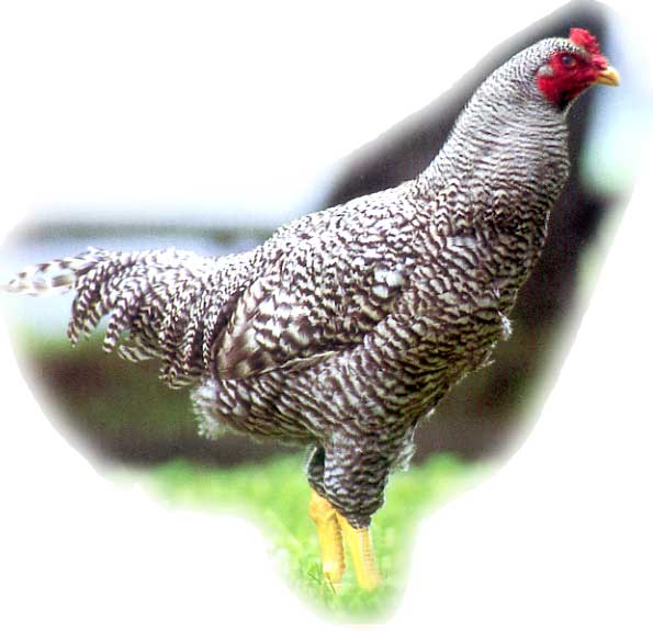 ̵ۺǹϷĿå1ʬʥ)̤˥ѥåƤϤ