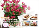 季節の鉢花 カランコエ5号鉢&和洋菓子から選べるスイーツセット 楽ギフ_包装 フラワーギフト 敬老の日 送料無料