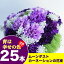 【送料無料】母の日 カーネーション ムーンダスト 花束【楽ギフ_包装】【フラワーギフト】【母の日】【誕生日】【お祝い】【御祝】 ギフト 贈り物 プレゼント お祝い バレンタイン ホワイトデー 卒業祝 バレンタインデー