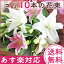 送料無料 ゆりの花束 輪数40輪前後 色が選べる ピンク ホワイト ミックス 10本 送別会 贈り物【楽ギフ_メッセ入力】【楽ギフ_包装】【フラワーギフト】 ユリ 百合 ギフト プレゼント お祝い メッセージカード