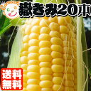 ≪送料無料≫ 嶽きみ 最高のブランド 極みの とう