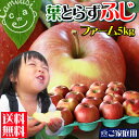 グルメ大賞2010 青森県産 りんご サンふじ 　りんご 青森産 サンふじ　アップル ペクチン リンゴ 林檎 [※産地直送のため同梱不可]りんご 青森産 サンふじ 昨年22000件のご注文を頂いた葉とらずりんごの中でも一番人気品種☆葉とらずふじもぎたて便出荷スタート☆