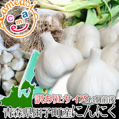 青森県 田子町産 にんにく 送料無料 訳ありLサイズ【田子町産にんにく CL 14個前後】青森県が誇るブランド産地田子町から、産地直送でお届けします！ [※常温便][※当店他商品との同梱不可]【smtb-TD】【tohoku】