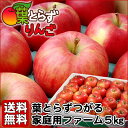 人気ランキング第7位:【葉とらずつがる5kgファーム】傷や形の不ぞろい等がありますが、味は同じ!たっぷり食べたいご家庭用★ご家族みんなで、一日一個のりんご♪みずみずしい旬林檎「葉とら...