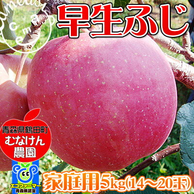 青森 りんご 送料無料 【青森県産りんご 早生ふじ5kg（家庭用）】[※産地直送のため同梱不可]一足早く味わえる「ふじ」の風味♪人気品種≪青森県産早生ふじ≫