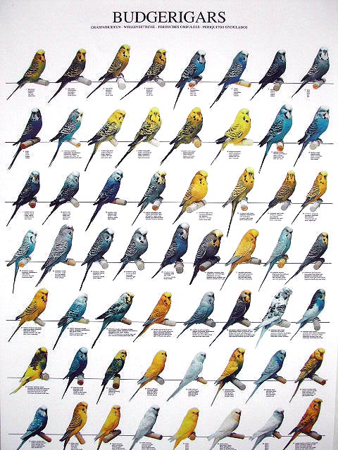 ラミネートポスター　A4サイズセキセイインコ小さな図鑑ポスター♪【鳥/バード/小鳥】【cap!】