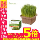 【最大350円OFFクーポン有】猫草 犬と猫が好きな草 栽培...