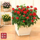 <専門店のバラの鉢植え> 花色が選べる 送料無料 リエールスクエア 誕生日プレゼント 結婚記念日 女性 誕生日 母 祖母 ギフト 花 還暦祝い 生花 退職祝い 男性 父 定年 送別会 結婚 お祝い 妻 鉢植え 寄植え 新築祝い 花鉢 バラ ミニバラ 即日発送