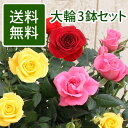 【送料無料★2980円】大輪ミニバラ★品質お試し3鉢セット★...