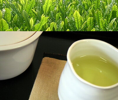 2012年度産新茶になりました！すっきりさわやかな味わい♪長崎県産無農薬！農家の自家用茶！荒茶無添加！有機栽培茶　清茶