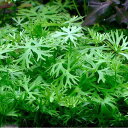 (水草)ラヌンクルス パプレントゥス(水中葉)(無農薬)(1パック分)