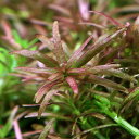 (水草)ゴイアスドワーフロタラレッド(無農薬)(1本)