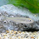 (淡水魚)オイカワ 2〜4cm(3匹)...