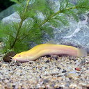 (淡水魚)アルビノヒドジョウ M〜Lサイズ(1匹) どじょう