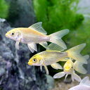 (錦鯉)ヒレナガニシキゴイ Sサイズ(3匹)
