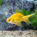 (国産金魚)黄金琉金 木村養魚場産(1匹)