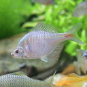 (淡水魚)タイリクバラタナゴ(30匹)