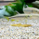 (淡水魚)カワムツ Sサイズ(5匹)