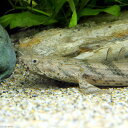 (熱帯魚)ポリプテルス・エンドリケリー・エンドリケリー ギニア産 25〜30cm(ワイルド)(1匹) 北海道・九州・沖縄航空便要保温