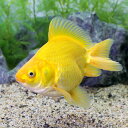 (国産金魚)黄金琉金 中サイズ 木村養魚場産(1匹)