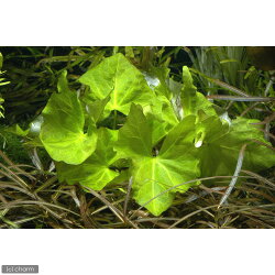 後景草 66 ラビットイヤー ロータス Aqua Square 底面フィルターで水草水槽