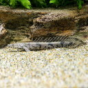 (熱帯魚)ポリプテルス・エンドリケリー・エンドリケリー Sサイズ(国産ブリード)(1匹) 北海道・九州・沖縄航空便要保温