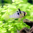 (熱帯魚)オランダ・ラミレジィ(国産ブリード)(5匹)