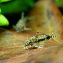 (熱帯魚)コリドラス・ハブロースス(ワイルド)(30匹)