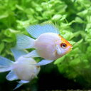 (熱帯魚)ゴールデンバルーンブルーダイヤモンド・ラミレジィ(3匹) 北海道・九州